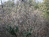 Monte_Fior_di_Cosimo - 20101219 006.jpg